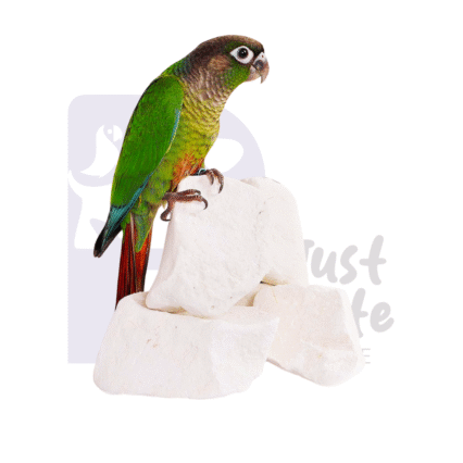 Pet Bird Gold - Classic Calcium Chalk